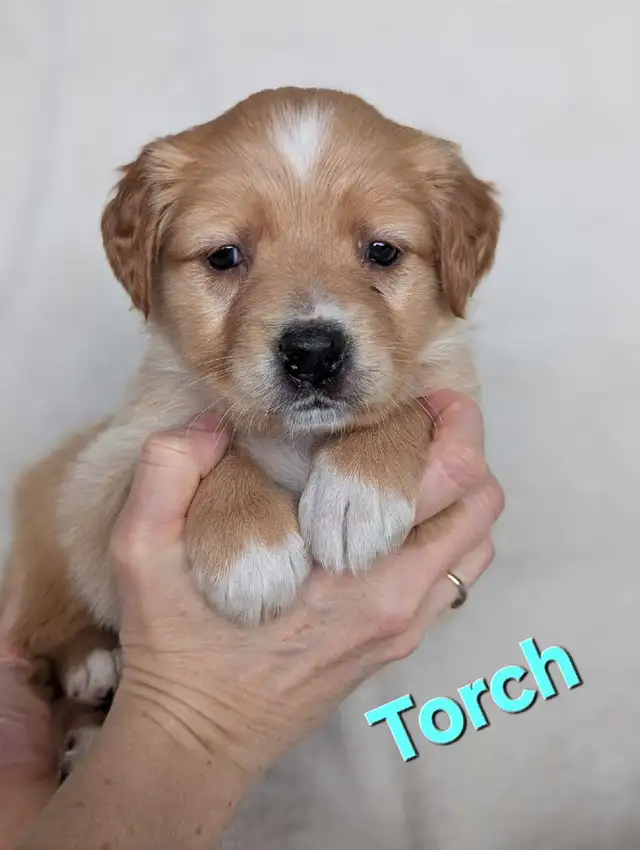 Adorable Puppies for Sale - Photo 3