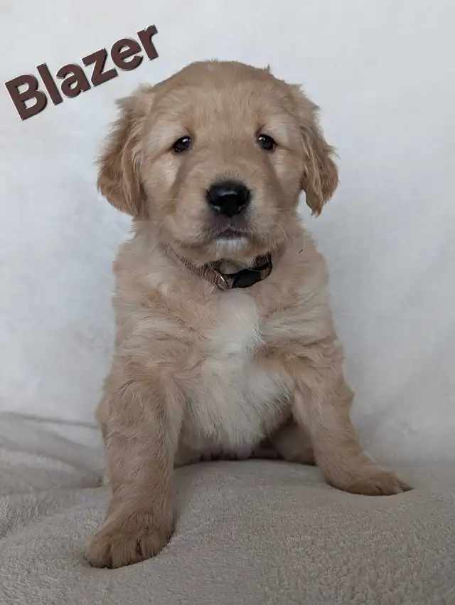 Adorable Puppies for Sale - Photo 4