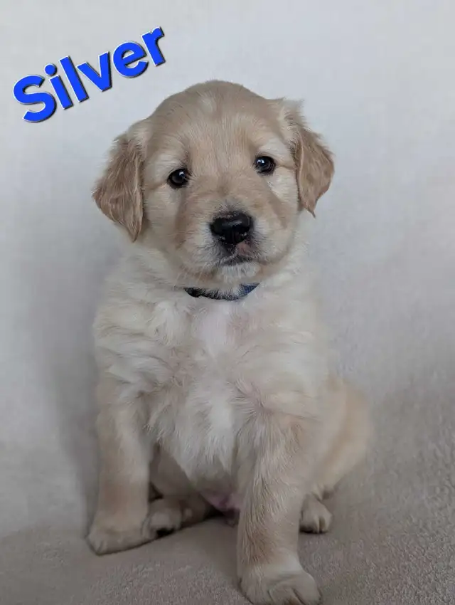 Adorable Puppies for Sale - Photo 5