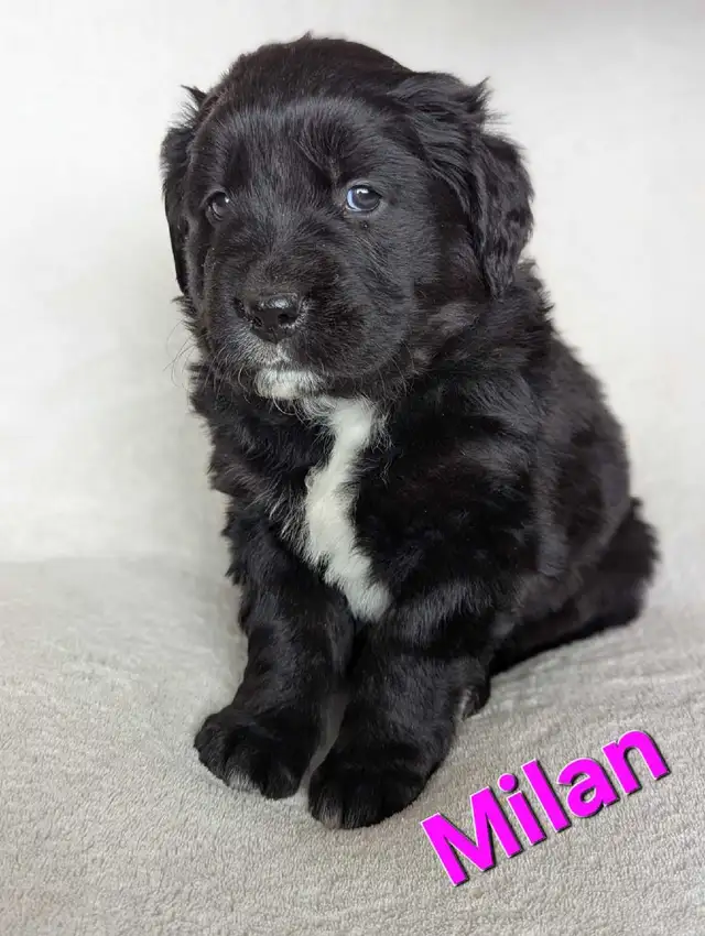 Adorable Puppies for Sale - Photo 6