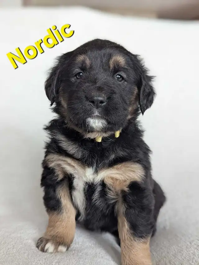 Adorable Puppies for Sale - Photo 7