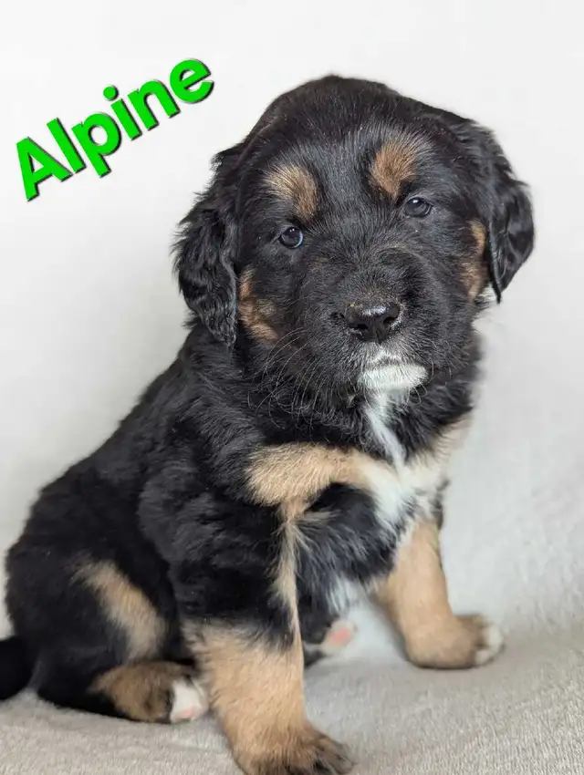 Adorable Puppies for Sale - Photo 8