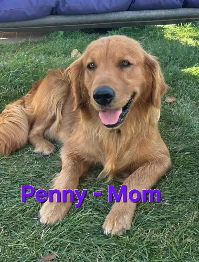 Adorable Puppies for Sale - Photo 9