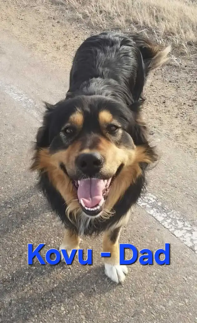 Adorable Puppies for Sale - Photo 10