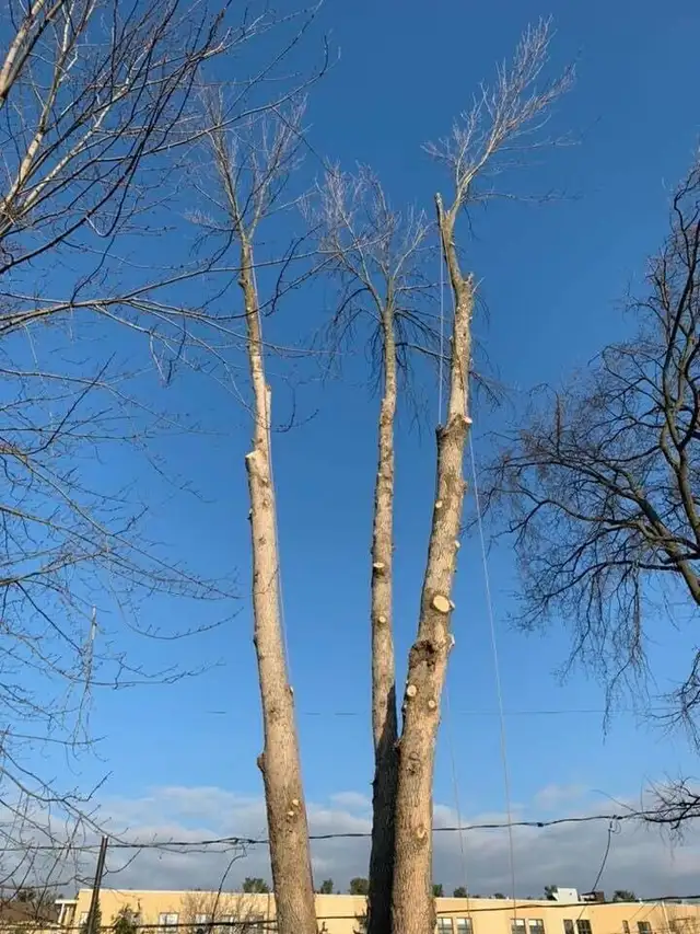 Service de coupe/abattage d'arbres & émondage (514-715-2726) - Photo 5