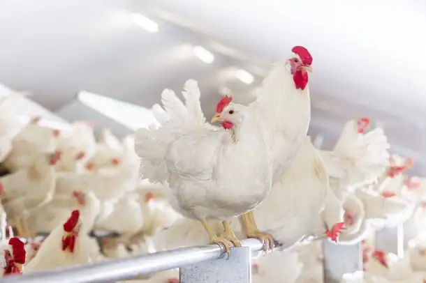 Laying hens for sale - Photo 3