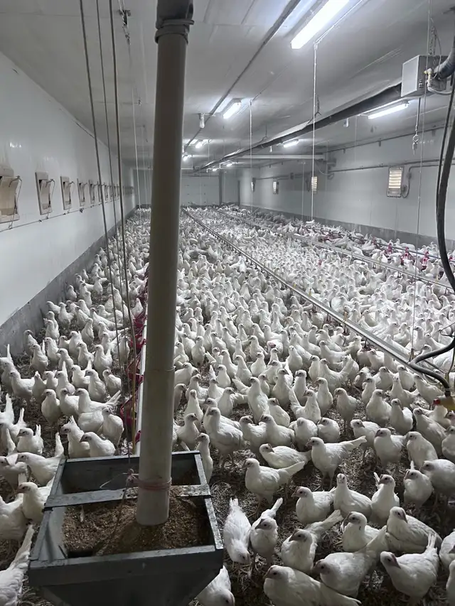 Laying hens for sale - Photo 4