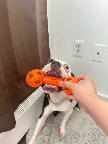 intact Young Adult Boston Terrier