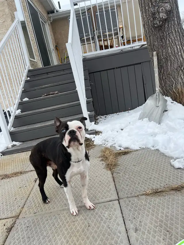 intact Young Adult Boston Terrier - Photo 2