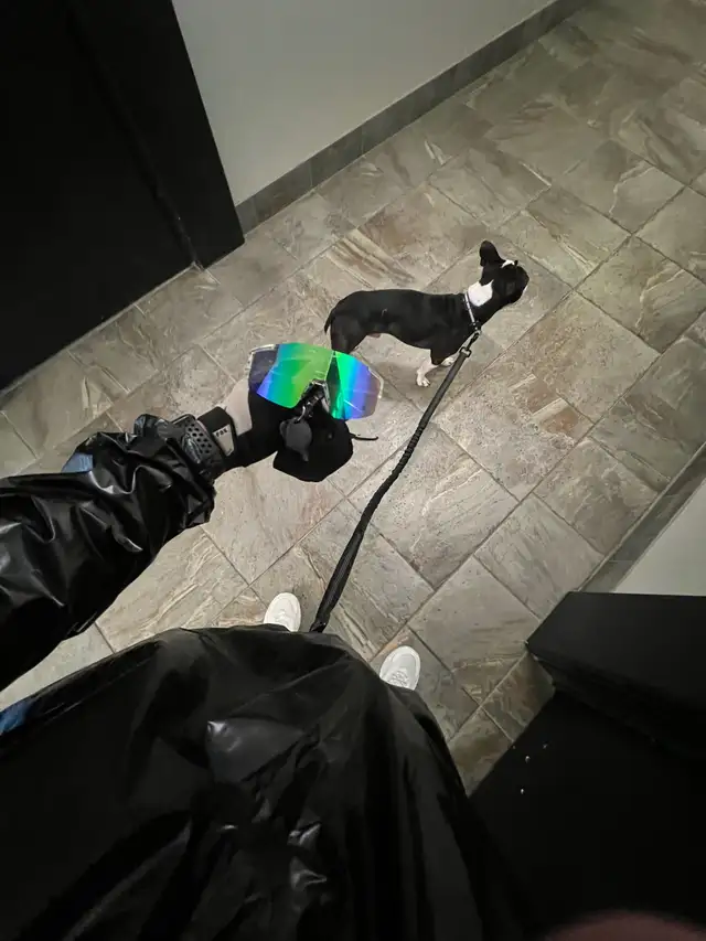 intact Young Adult Boston Terrier - Photo 3