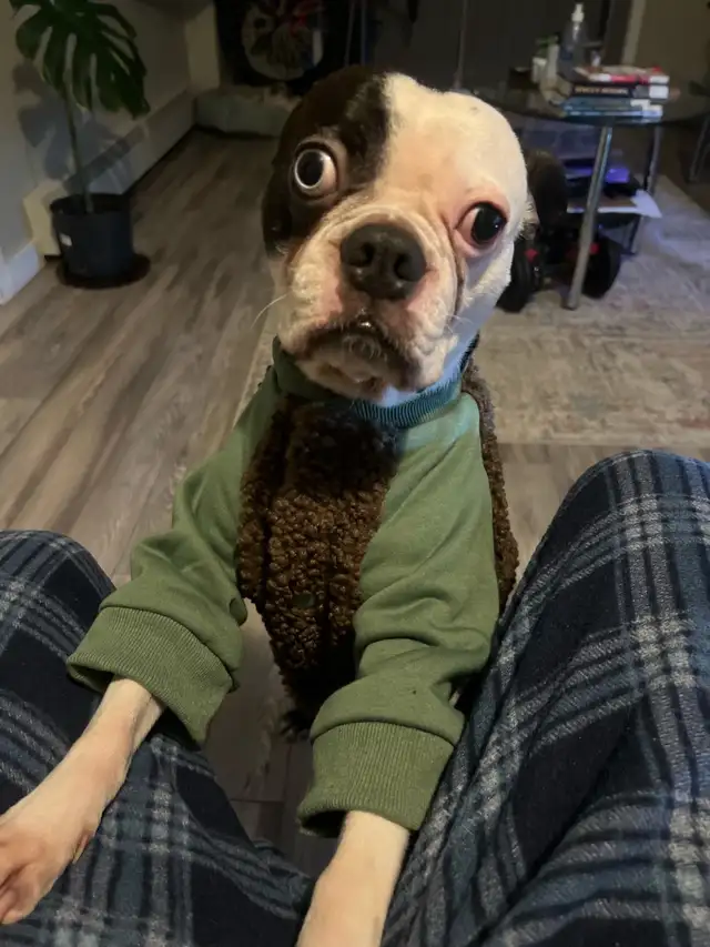 intact Young Adult Boston Terrier - Photo 4