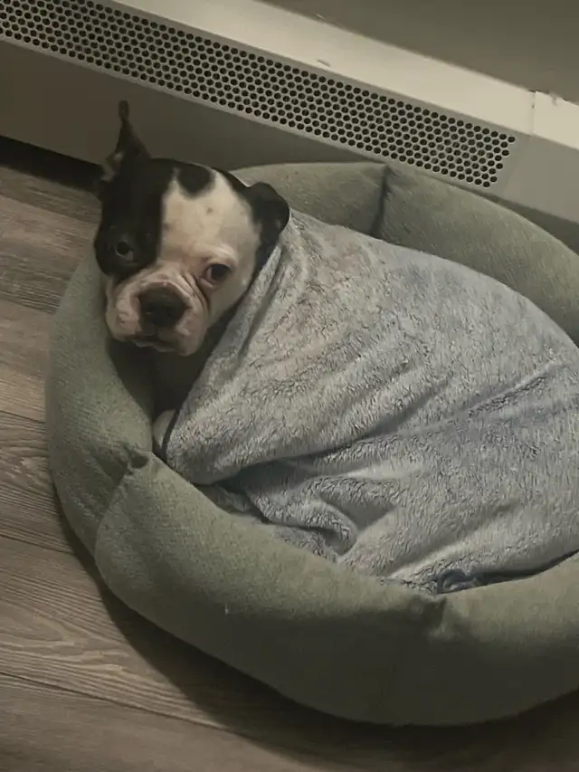 intact Young Adult Boston Terrier - Photo 5