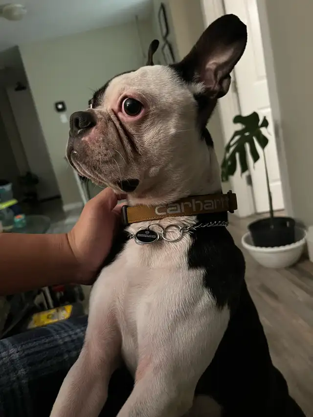 intact Young Adult Boston Terrier - Photo 6