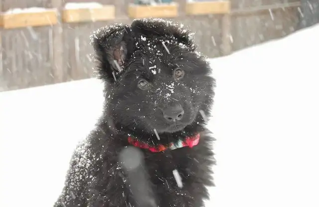 Male Black German Shepherd puppy