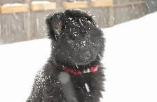 Male Black German Shepherd puppy
