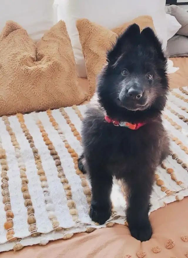 Male Black German Shepherd puppy - Photo 2