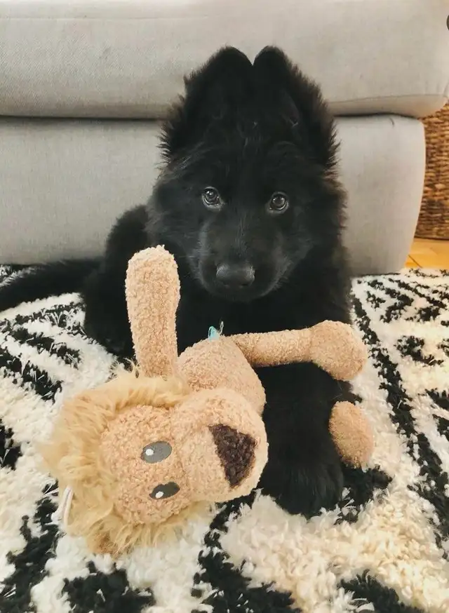Male Black German Shepherd puppy - Photo 3