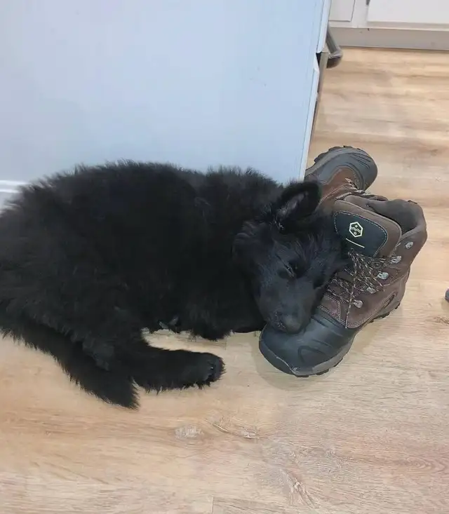 Male Black German Shepherd puppy - Photo 4