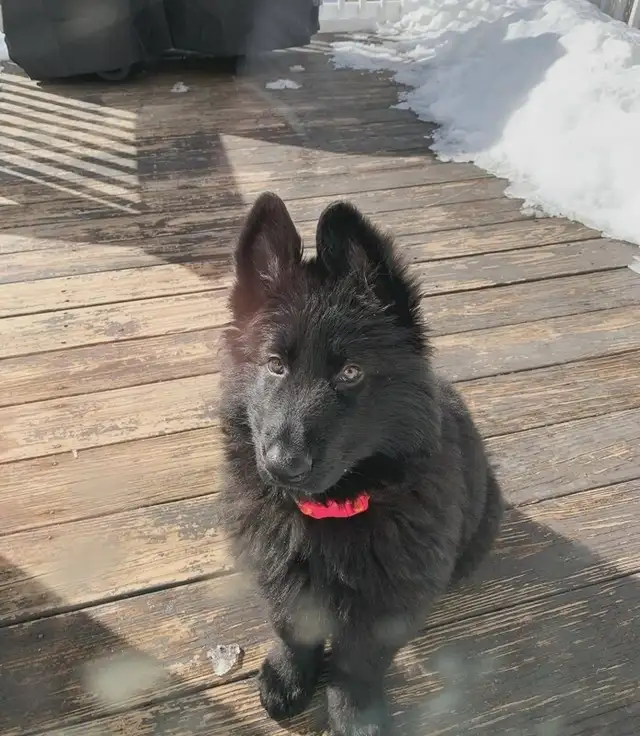 Male Black German Shepherd puppy - Photo 5