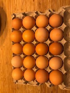 FRESH FARM EGGS - Bok Bok Egg Farm