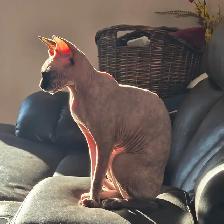 Adorable Female Sphynx