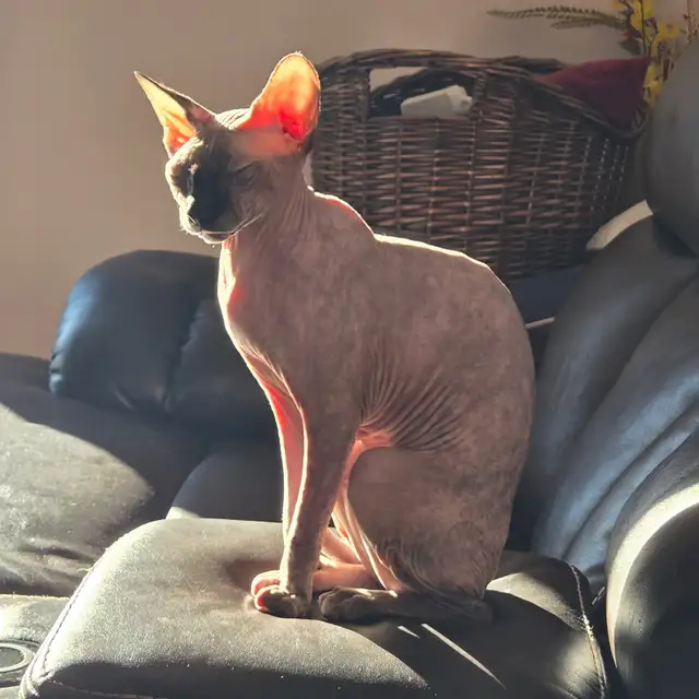 Adorable Female Sphynx - Photo 2