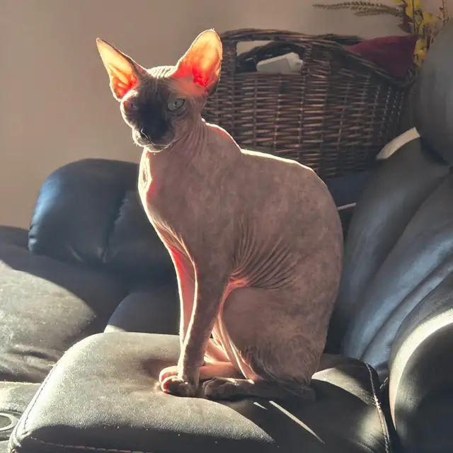 Adorable Female Sphynx - Photo 3