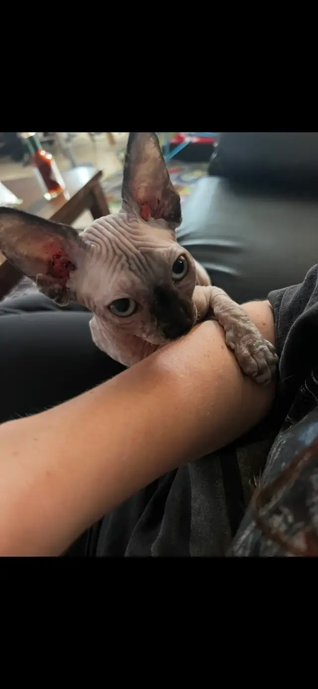 Adorable Female Sphynx - Photo 5