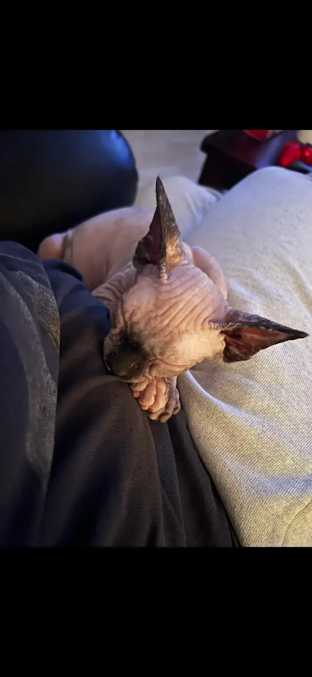 Adorable Female Sphynx - Photo 6
