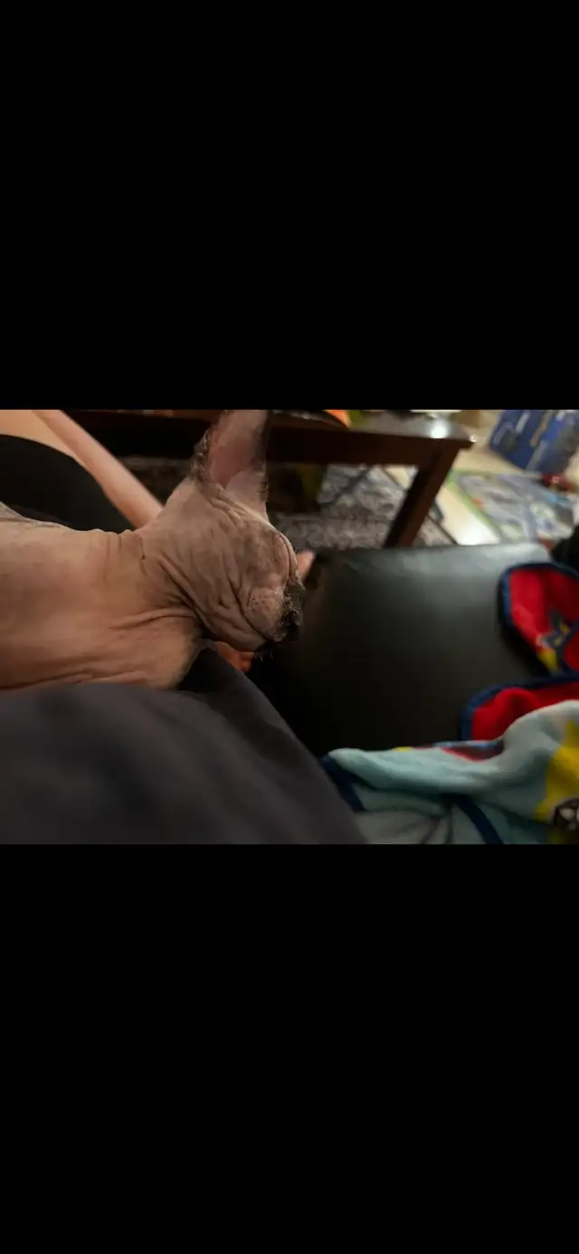 Adorable Female Sphynx - Photo 7