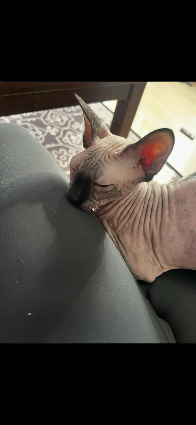 Adorable Female Sphynx - Photo 8