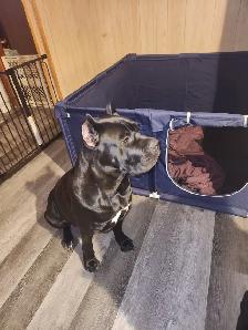 Pure breed Cane Corso female needs new home