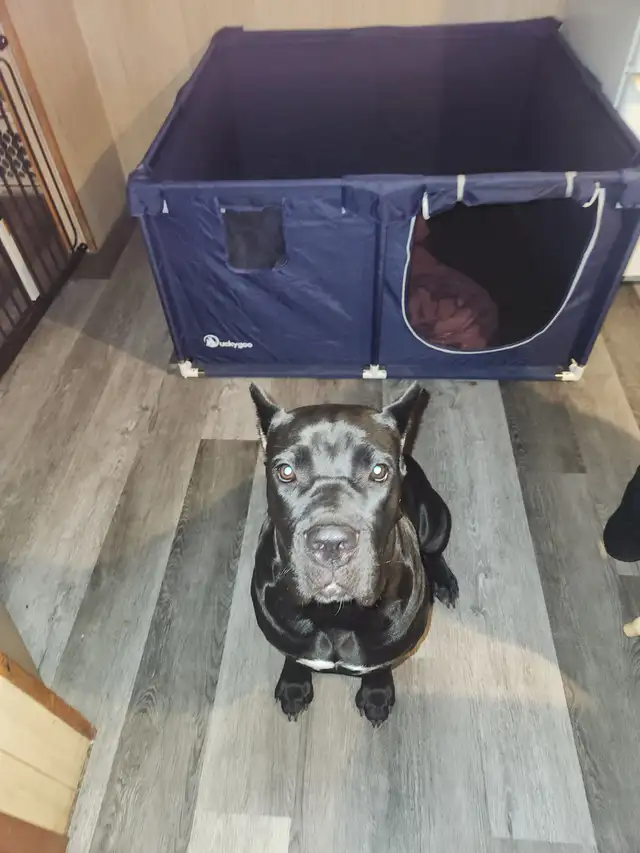 Pure breed Cane Corso female needs new home - Photo 2