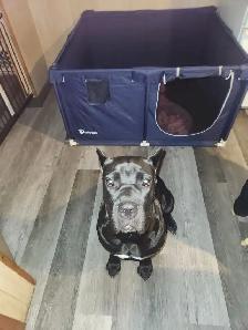 Pure breed Cane Corso female needs new home - Photo 2