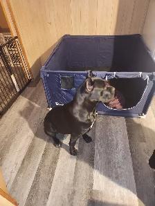 Pure breed Cane Corso female needs new home - Photo 3