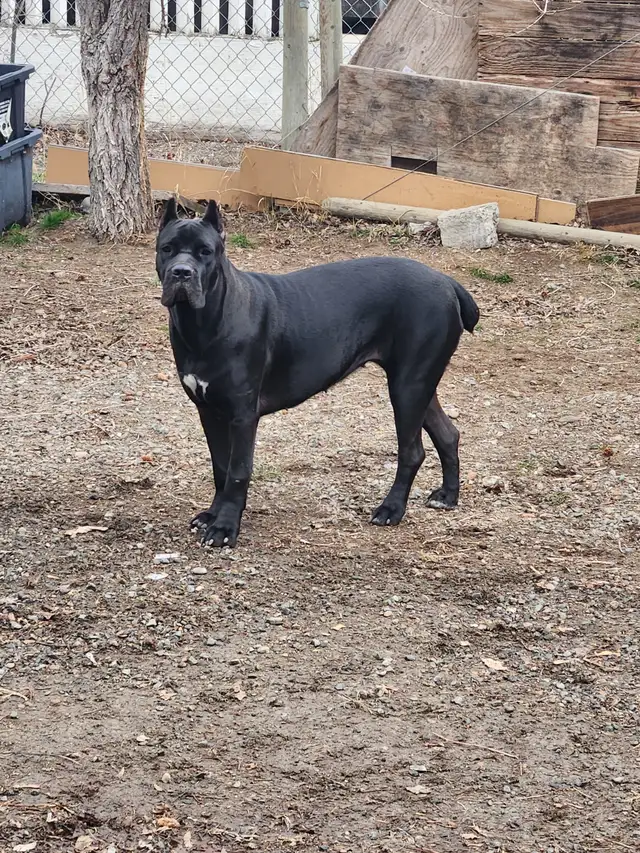 Pure breed Cane Corso female needs new home - Photo 4