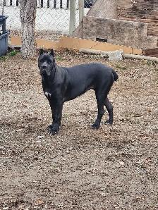 Pure breed Cane Corso female needs new home - Photo 4