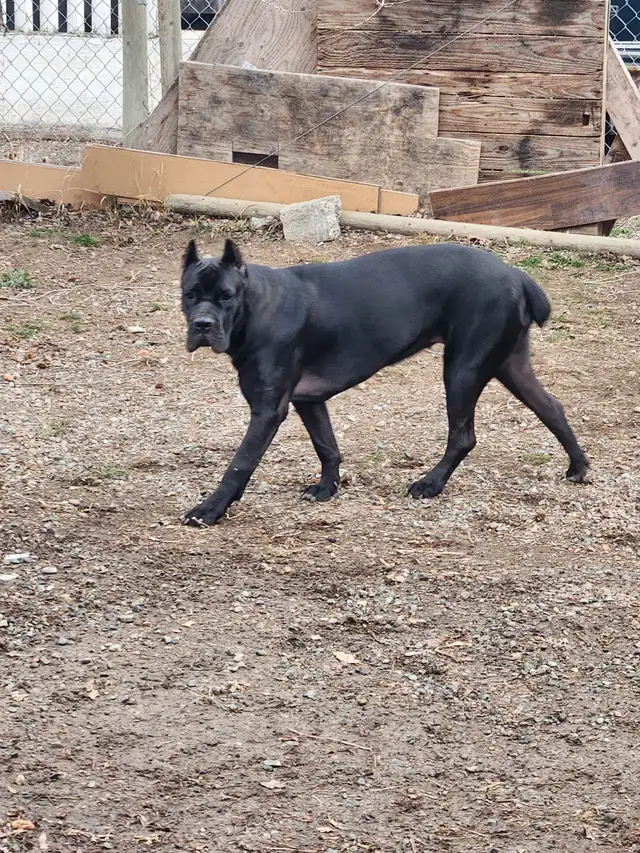 Pure breed Cane Corso female needs new home - Photo 5