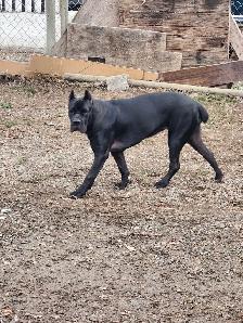 Pure breed Cane Corso female needs new home - Photo 5