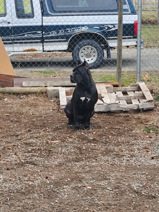 Pure breed Cane Corso female needs new home - Photo 6