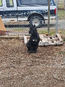 Pure breed Cane Corso female needs new home - Photo 6