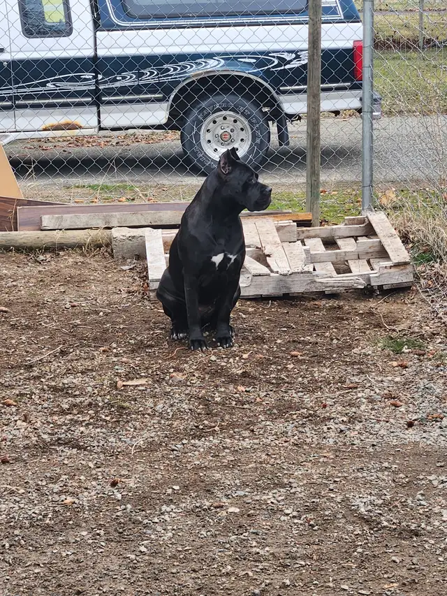 Pure breed Cane Corso female needs new home - Photo 7