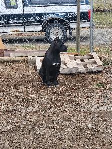 Pure breed Cane Corso female needs new home - Photo 7