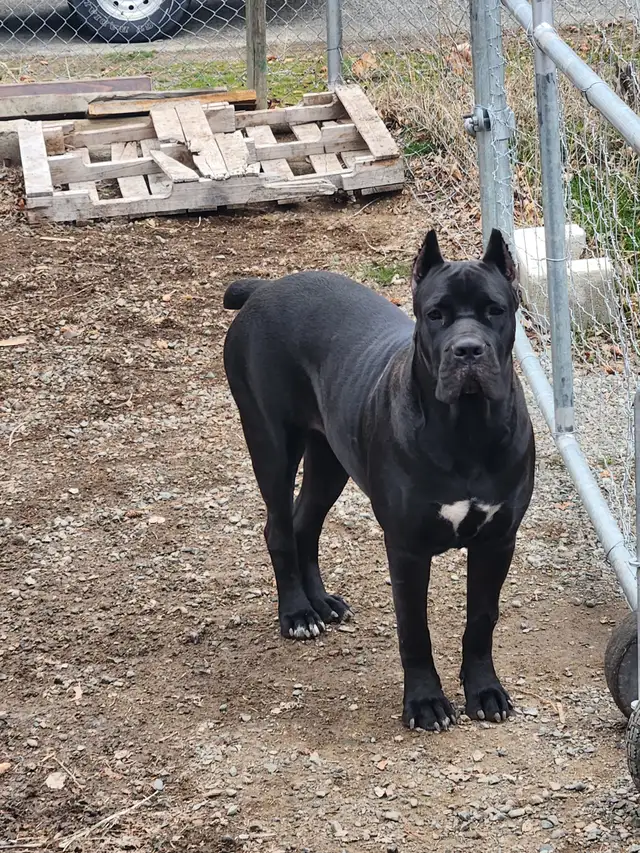 Pure breed Cane Corso female needs new home - Photo 8