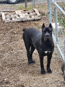 Pure breed Cane Corso female needs new home - Photo 8