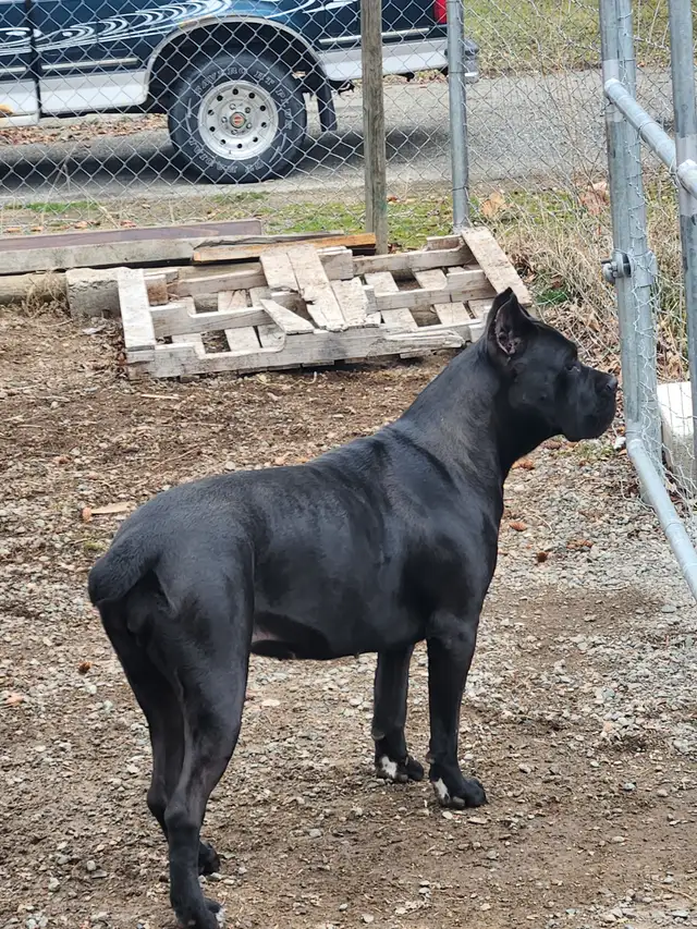 Pure breed Cane Corso female needs new home - Photo 9