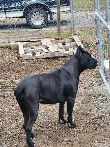 Pure breed Cane Corso female needs new home - Photo 9