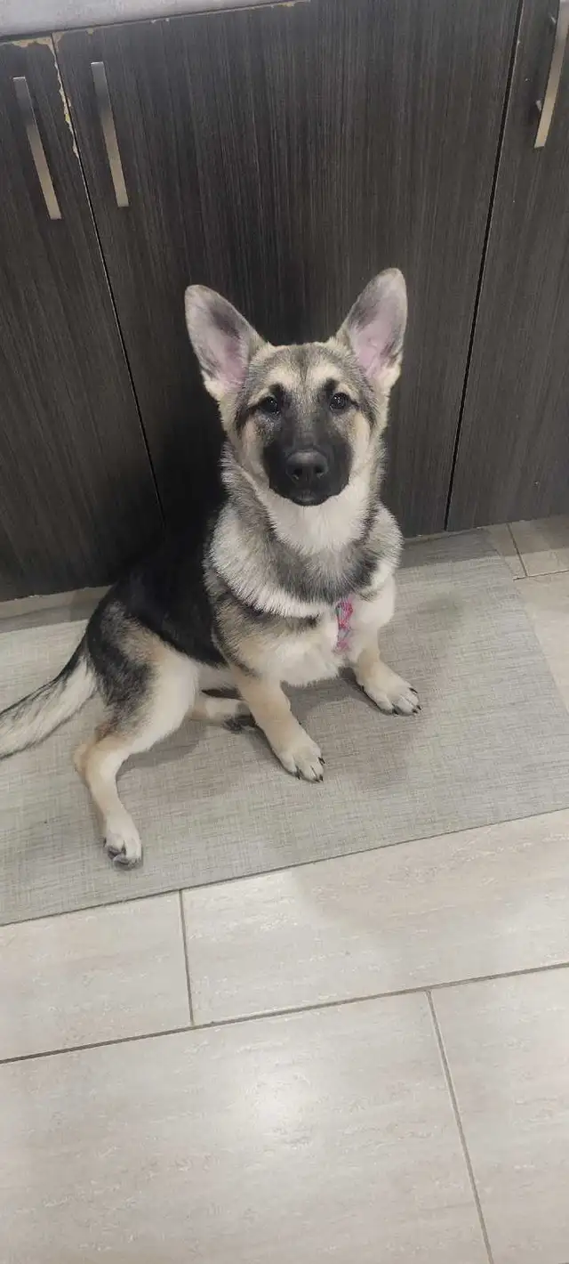 Silver German Shepherd