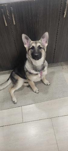 Silver German Shepherd