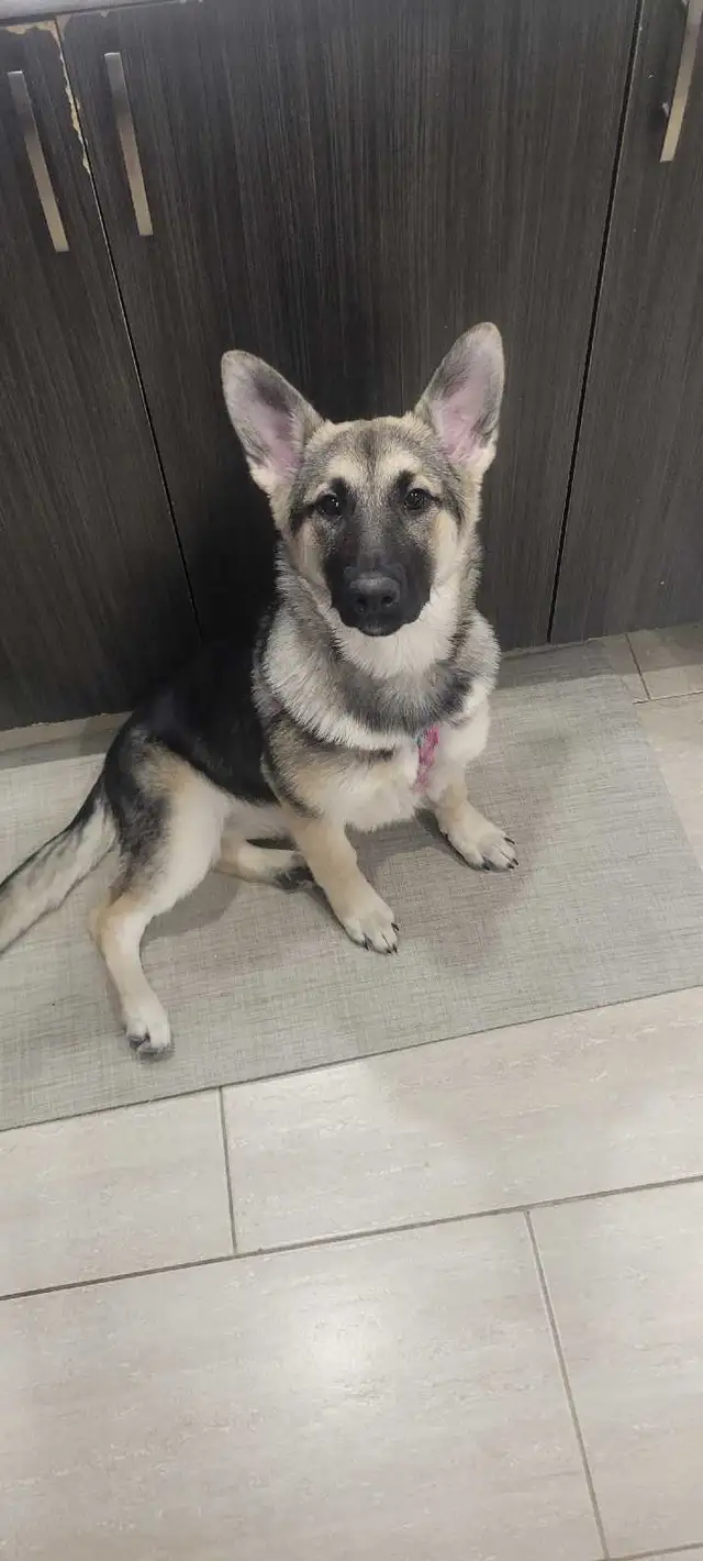 Silver German Shepherd - Photo 2